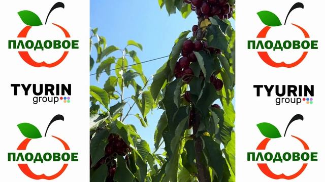 Сбор элитных сортов: Кордия, Регина, Лапинс смотреть онлайн