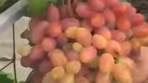 Виноград Сенсация