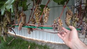 Виноград Ай Таска. Технический не укрывной сорт .