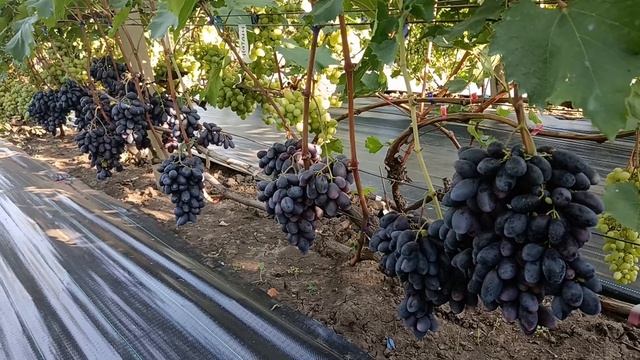 Виноград Натали(Калугин В. М.) виноградник Король В. Н. 0 смотреть онлайн