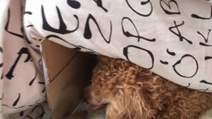 8C_2018/ ПЕРВЫЕ РОДЫ У ТОЙ ПУДЕЛЯ ЩЕНКИ В НАШЕЙ ЖИЗНИ! ЧЕРЕ