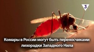 Комары в России могут быть переносчиками лихорадки Западного Нила / «Итоги с Малькевичем» на «ТВ-3»