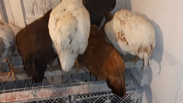 Курочки спят, опять жара! #курынесушки #курятник #chick #к? смотреть онлайн