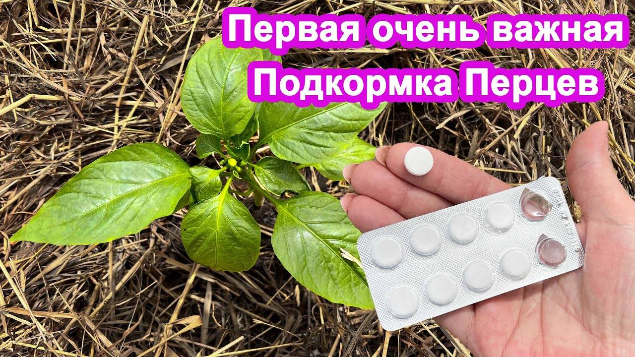 Даже дохлые перцы вмиг пойдут в рост и дадут шикарный урожай. Увеличиваем урожайность перца в 2 раза