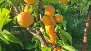 New!!! Абрикос сорт Досконалість (apricot Perfection) США. Сигналь