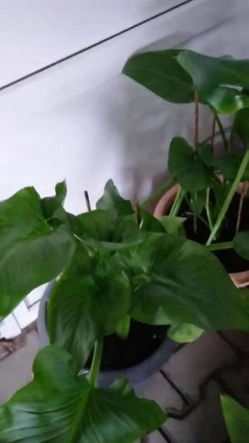 каллы после зимы смотреть онлайн