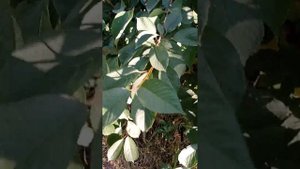 вишня сорта Малышка