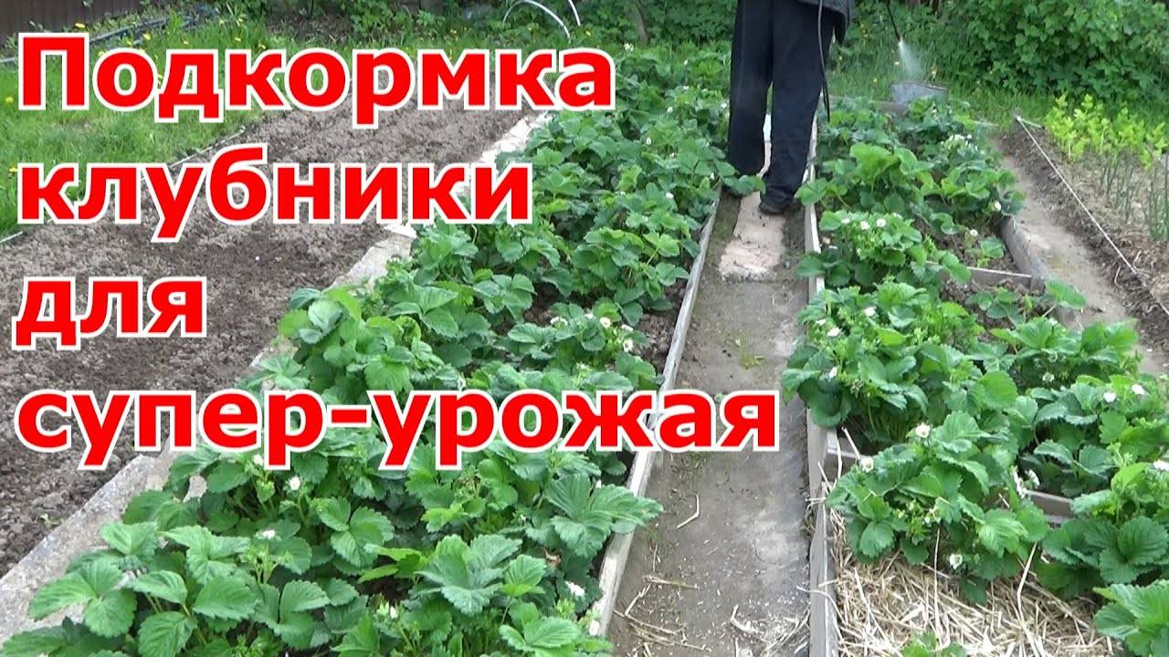 ПОДКОРМКА Клубники ШОКИРУЮЩИЙ результат БЕСПЛАТНО!