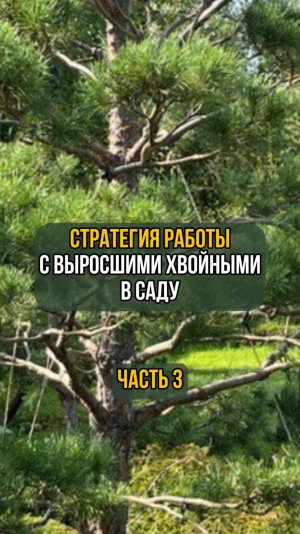 Стратегия работы с выросшими хвойными в саду. Часть 3