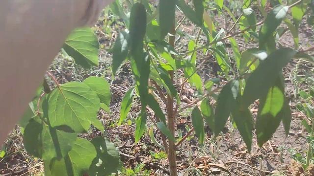 Абрикос на підщепі манчжурський персик з касетної роз смотреть онлайн