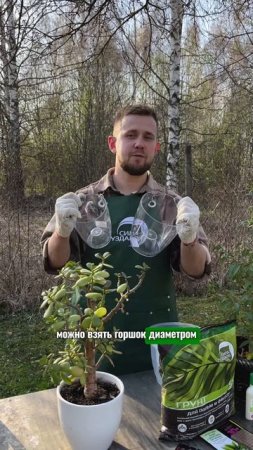 Как выбрать горшок по размеру цветка #дача #сад #комнатныерастения #огород