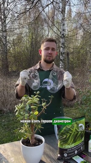 Как выбрать горшок по размеру цветка #дача #сад #комнатныерастения #огород