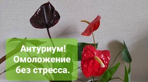 Антуриум. Омоложение. Самый лёгкий способ.