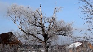 Чёрный дятел (желна) и река Большая Черемшанка.