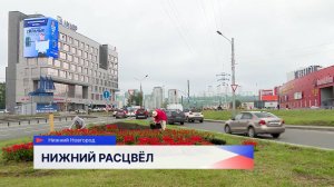 В этом году Нижний Новгород украсят 560 цветников