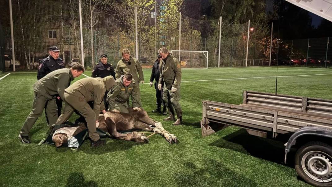 Петербург переживает нашествие лосей