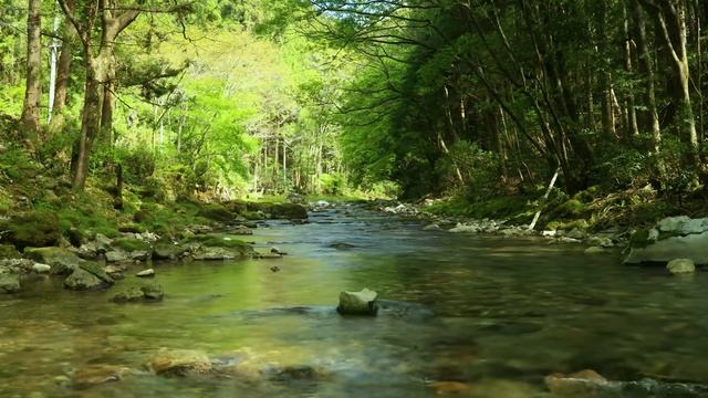Шум воды на берегу реки в лесу Белый шум природы Сон Отдых Релаксация Расслабление