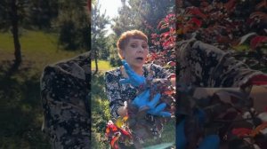 Диковинка в саду! ДЕКОРАТИВНЫЕ ЯБЛОНИ