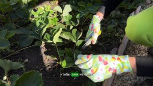 Как подготовить клубнику к зиме | Обрезка клубники |  у?