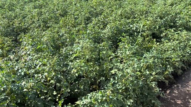 Картофель Ирбитский смотреть онлайн