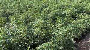 Картофель Ирбитский