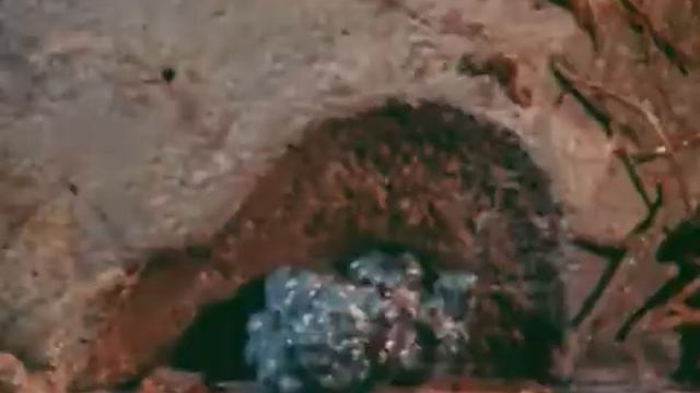 Каменный цветок смотреть онлайн