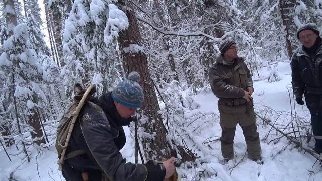 Хорошая охота на зайца с гончими в глухозимье. Кировская область.