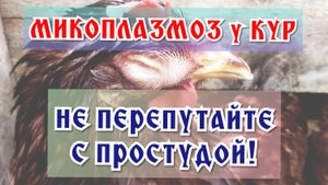 Микоплазмоз у кур - просто о сложном