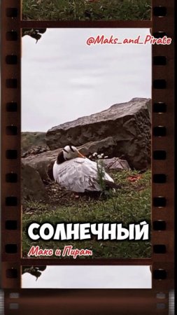 Утка на пруду