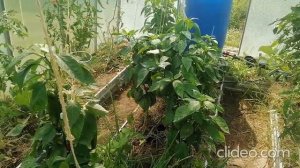 Огромные перцы, супер урожайные! Перец Ламуйо!