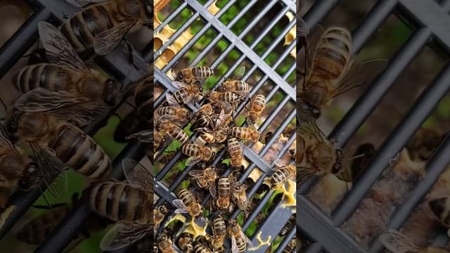 Две матки в семье.
