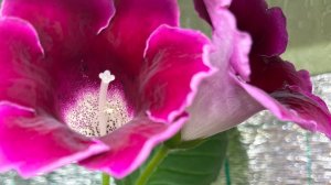 Распаковка с вб, глоксиния, клубника-ежевика