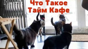 Тайм- кафе Мурзик Общение с животными Благотворительность (Казань) 2016г