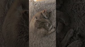 Генератор песен про котиков продолжает работать и у на. новый трек - Милые котики