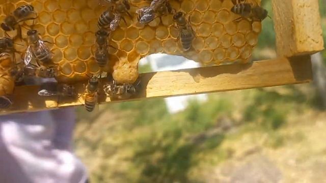 Маткам нужны крылья после облёта?)))) смотреть онлайн