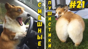 Я РЖАЛ ДО СЛЕЗ 😹 СМЕШНЫЕ КОШКИ И СОБАКИ  СМЕШНЫЕ ЖИВОТНЫЕ 2025 😹 ЛУЧШИЕ ПРИКОЛЫ #21