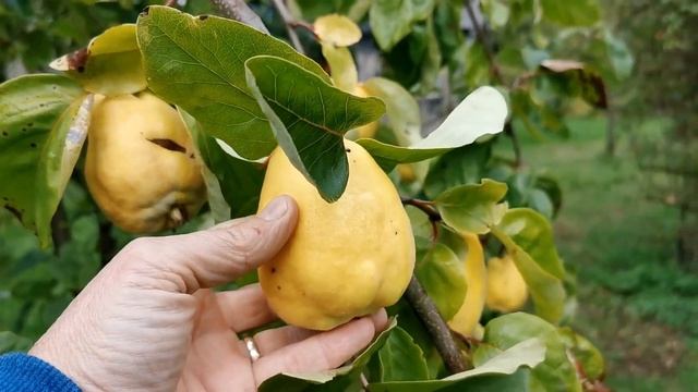 Айва: Секретные Свойства О Которых Вы Не Знали! смотреть онлайн