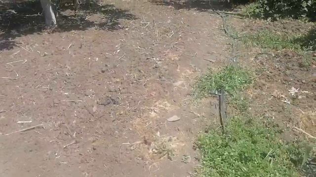 малина Полька и жара смотреть онлайн