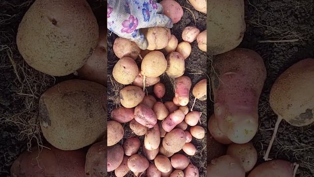 Картофель Кумач, достойный сорт! 2024 год смотреть онлайн