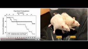 Об экспериментальной проверке эликсира вечной молодости
