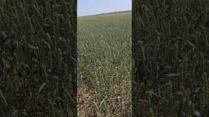 День поля озимая пшеница сорт Еланчик