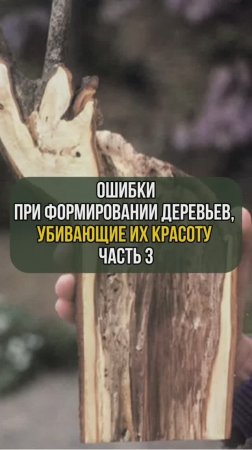 Ошибки при формировании деревьев, убивающие их красоту. Часть 3