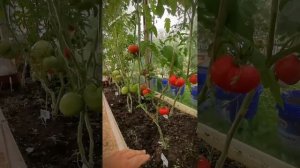 Про томаты. Тосманский шоколад.