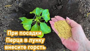 При посадки Перца в лунку добавляю ЭТУ Органику. Увеличиваю урожай перца народным методом