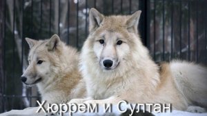 Родители гудзонских волчат Хюррем и Султан.