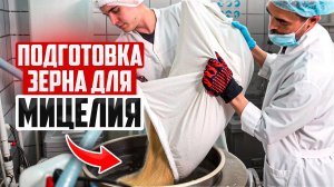 Процесс подготовки зерна для мицелия из риса при выращивании грибов