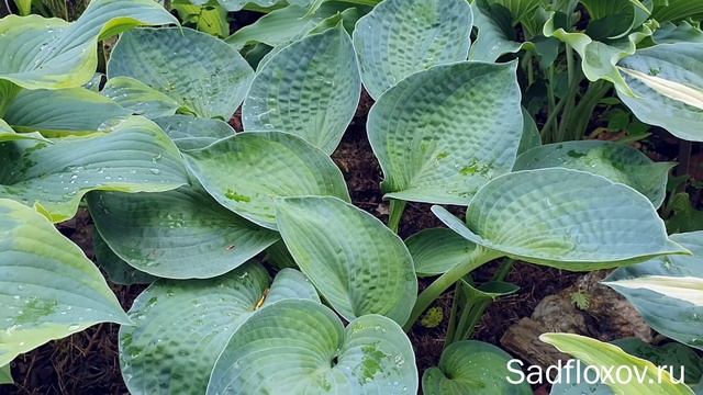 Медленная хоста Blue Shadows Блю Шедоус смотреть онлайн