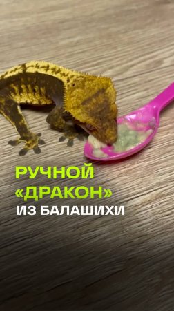 Сегодня познакомим вас с ручным «драконом» из ЖК «Измайловский лес»