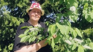 Рыхлю цветы в палисаднике.
Тюльпаны вымерзли, север, Сибирь.