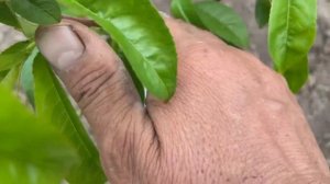 Когда лучше высаживать персики ! Осенью или весной !!!